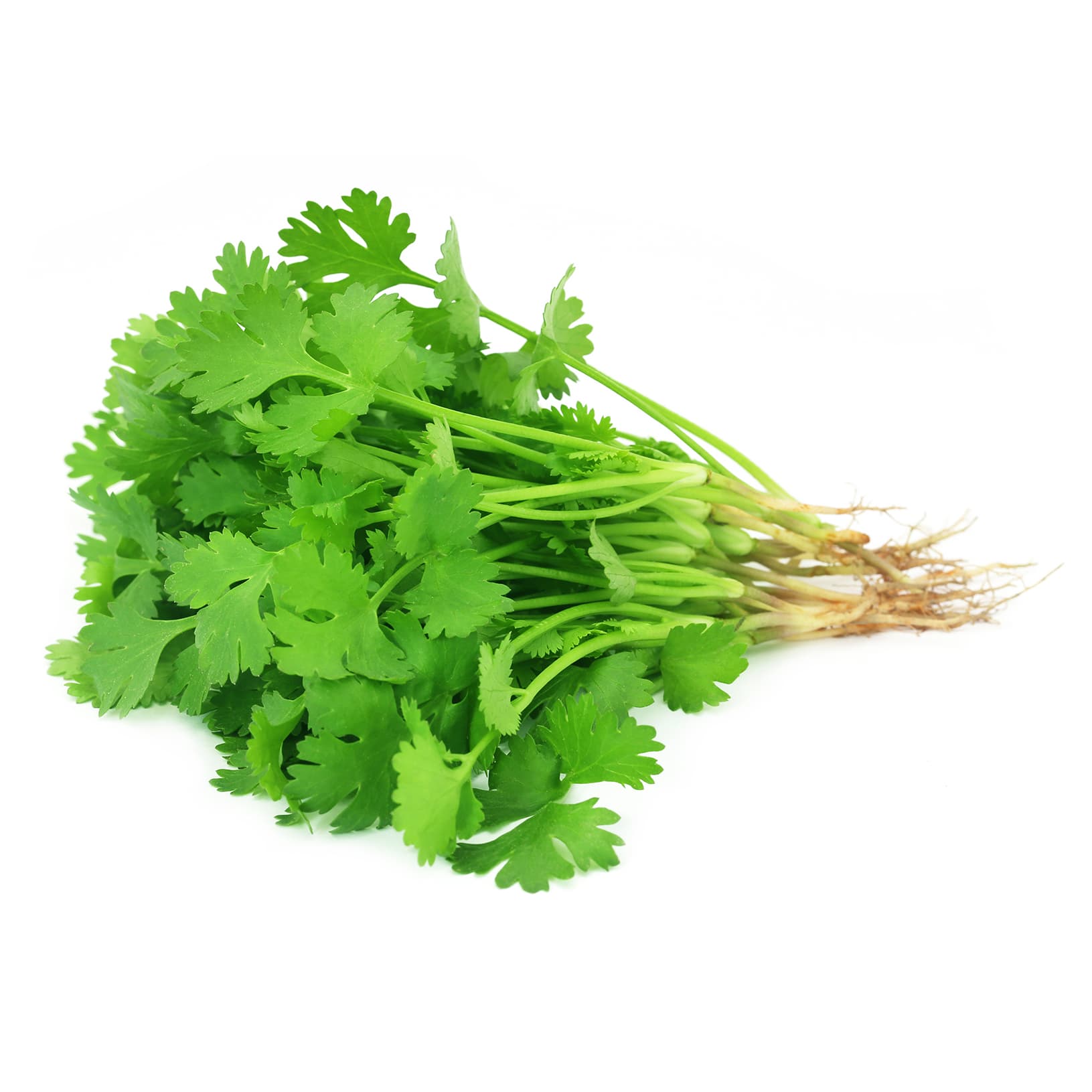 Coriander (కొత్తిమీర)