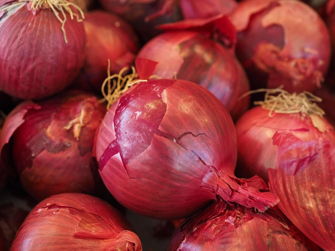Onion (ఉల్లిపాయ)