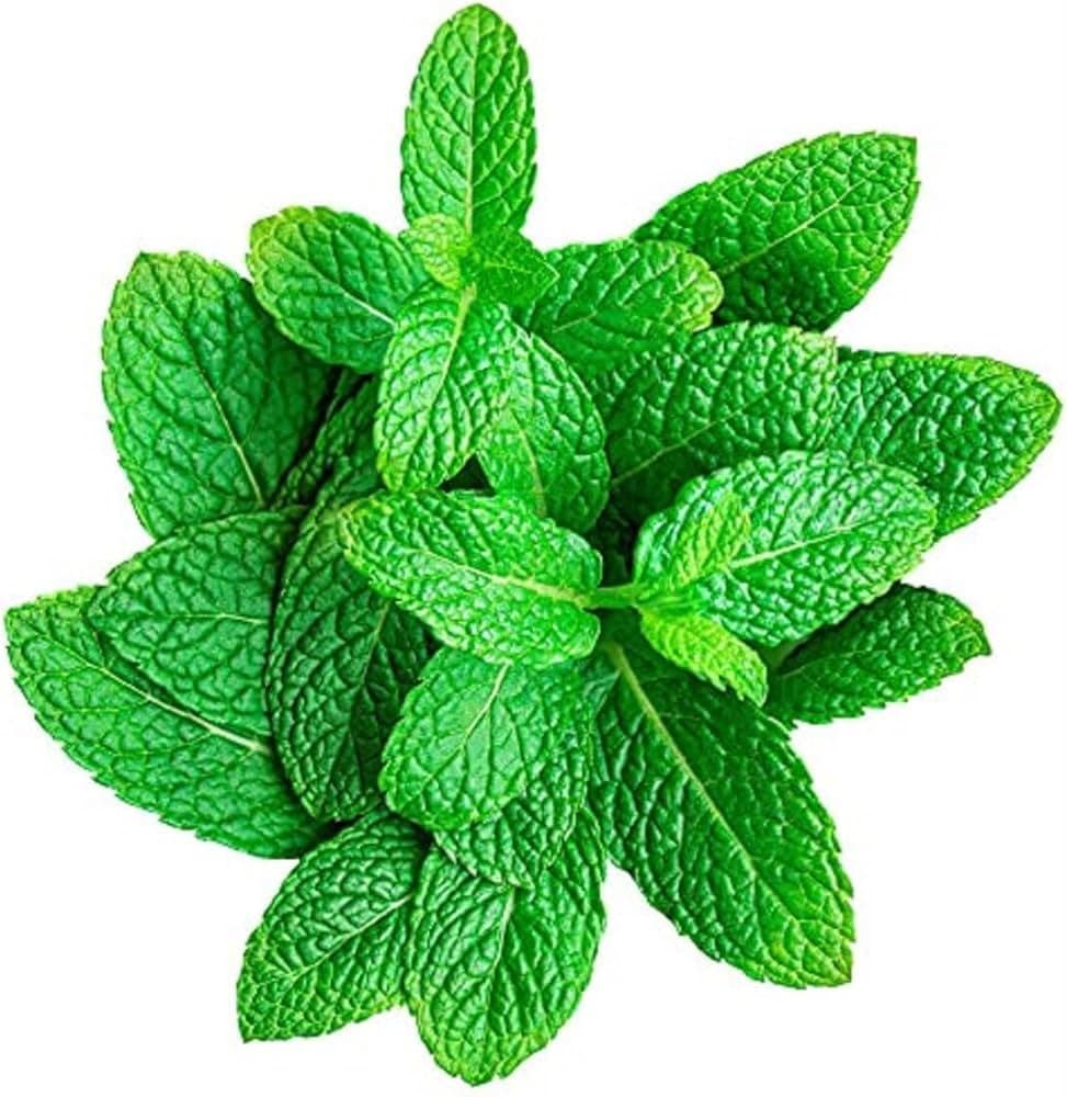 Pudhina (పుదీనా)